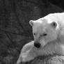 Polar Bear BW