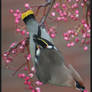 Waxwing