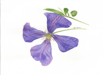 Purple clematis