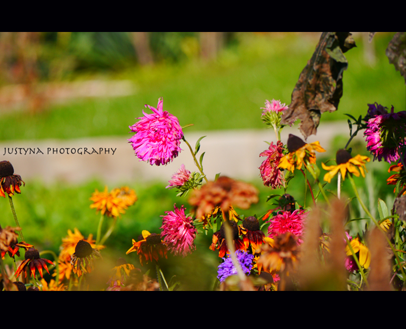 In the garden