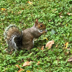 Central Park resident