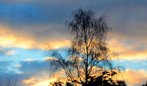 sky above tree