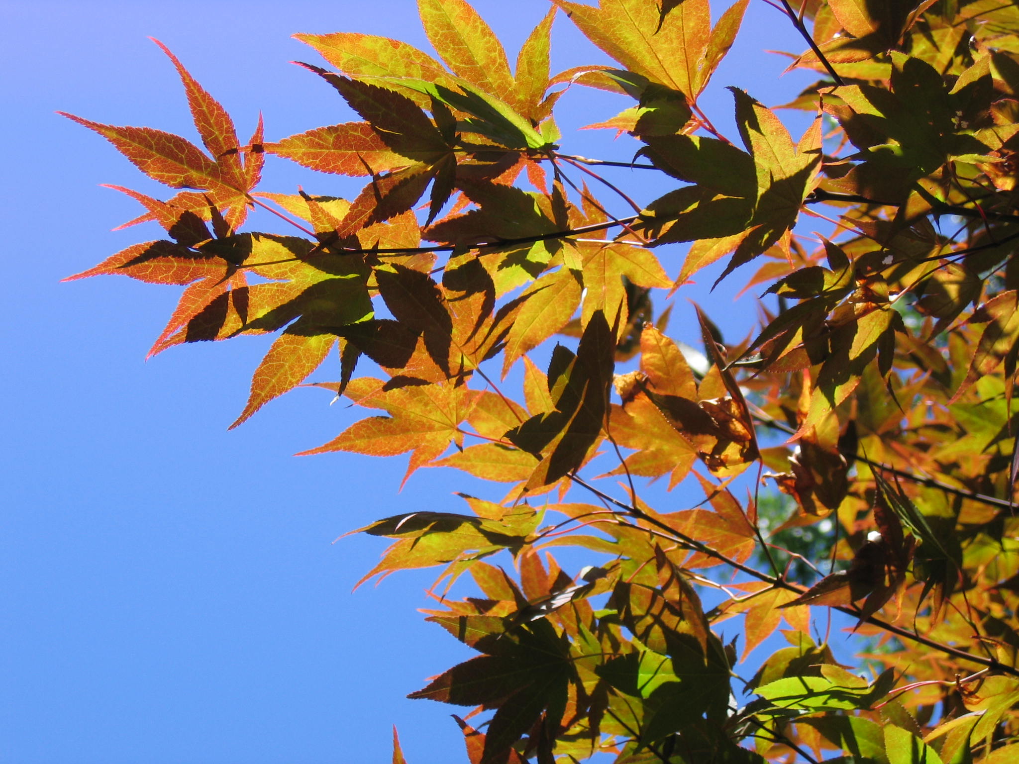 Summer Leaves