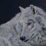 Arctic Wolf