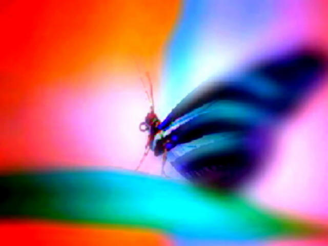 Surreal Butterfly by mauricemmm on DeviantArt