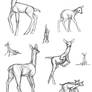 Doe/fawn sketches