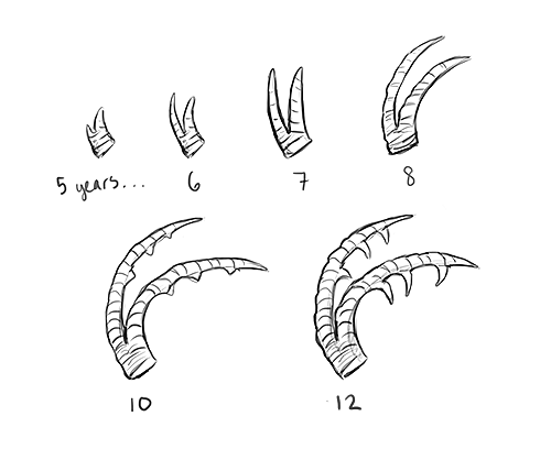 Ronan Horn Progression