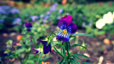 Lithuania nature