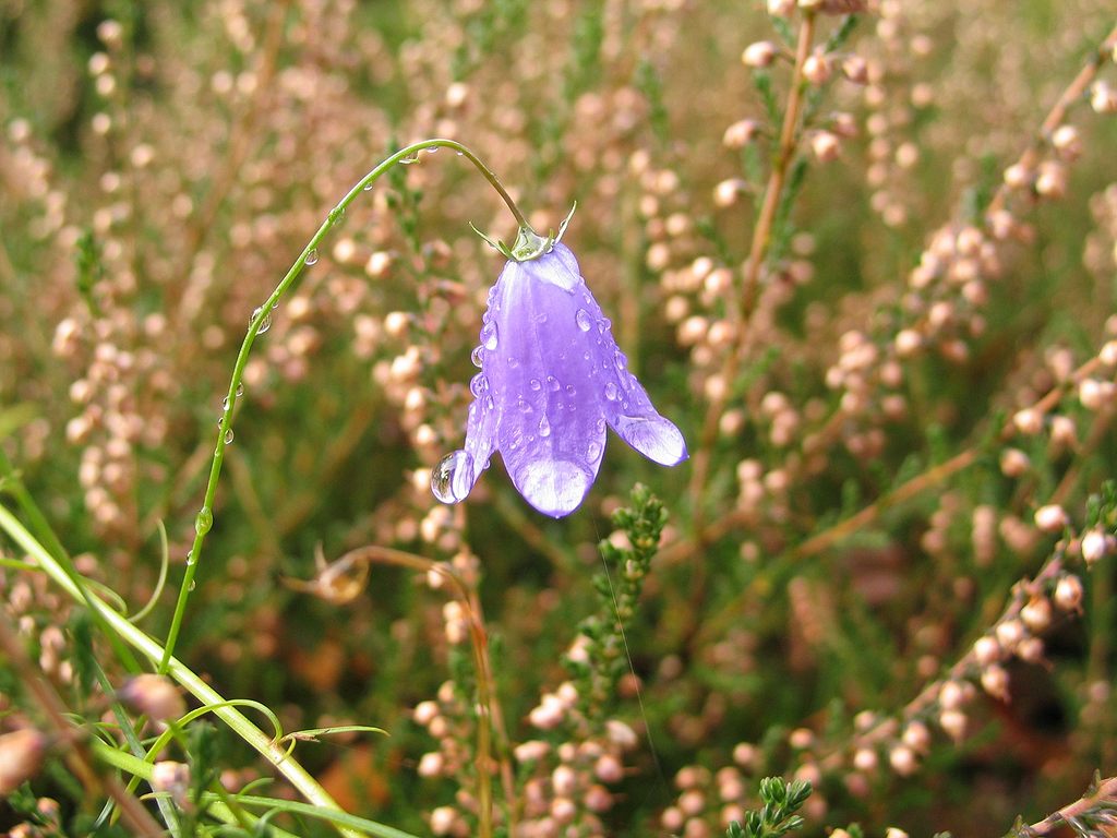 Flower in the morning