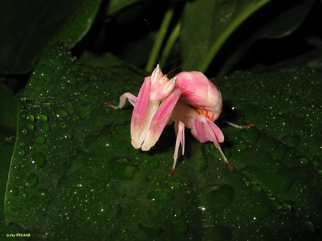 Orchid mantis - the last one