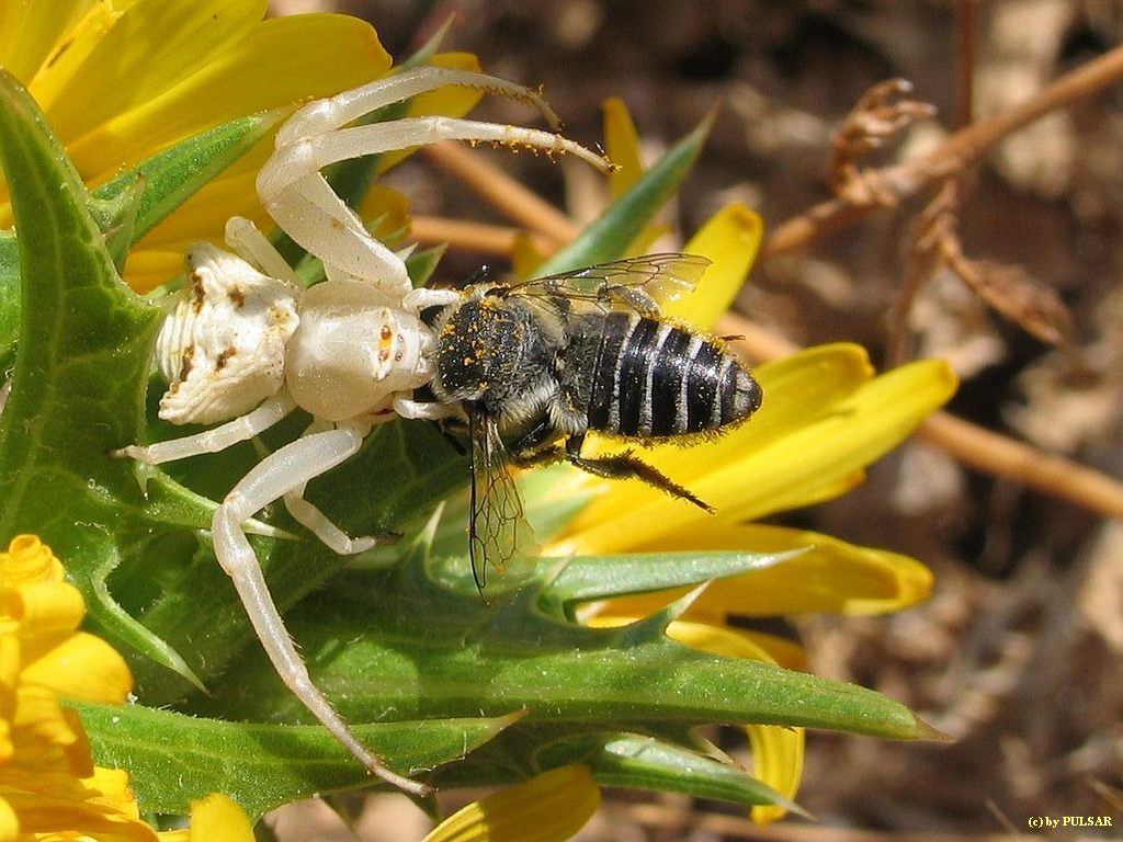 Death on a flower