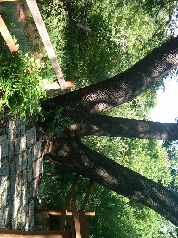 Trinity Tree by Hymn240 on DeviantArt