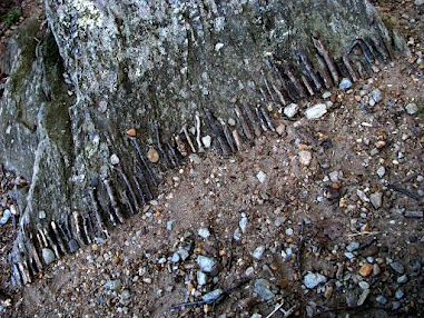 Linear Tree - Great Falls River Trail