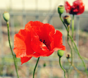 Poppy