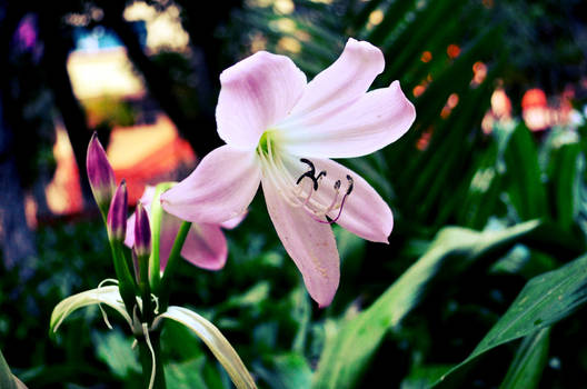 Pink Lily