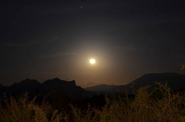 Coyotes howling at the desert moon