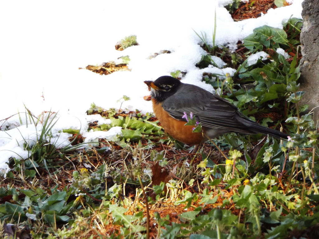 Springtime Robin by Draco-McWherter on DeviantArt