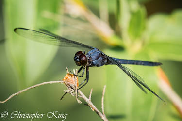 Slaty Skimmer