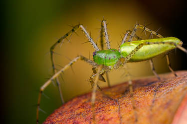 Green Lynx Spider