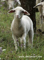 a lamb.