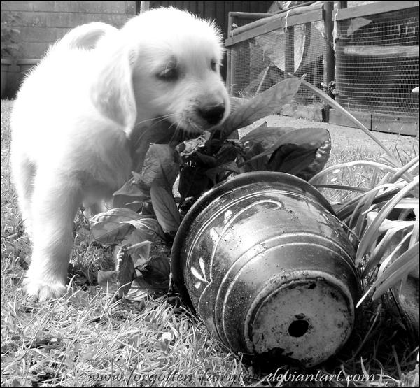 Golden Retriever puppy- jaikie