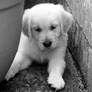 Golden Retriever puppy 3