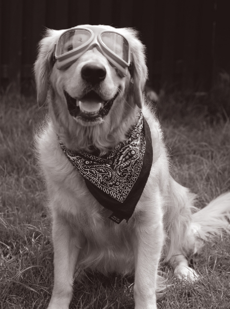 Fancy Dress Retriever