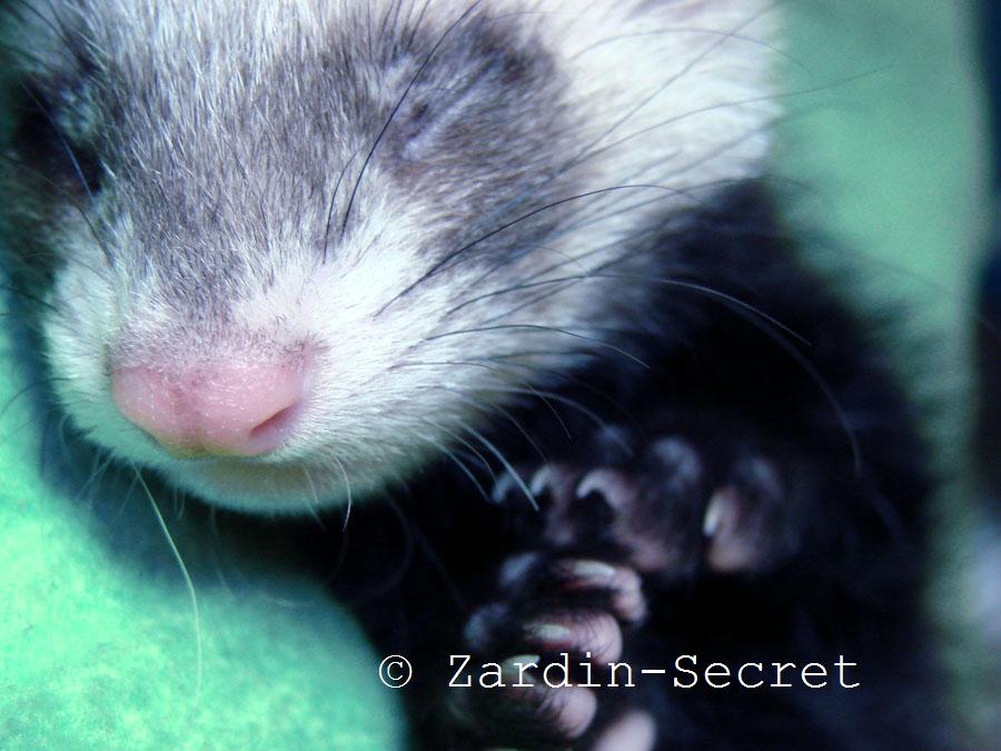 k e r o , mon furet 1