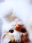My cute cat mimo by zardin-secret