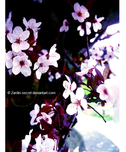 ..::.. SaKura lll..::..