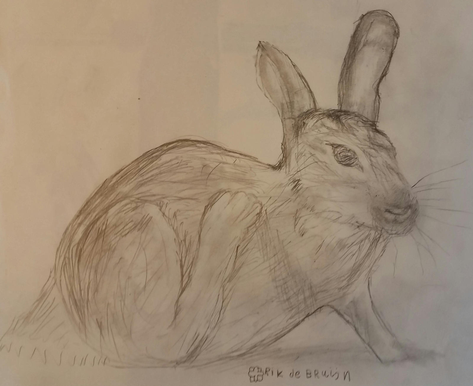 Rabit sketch by rikrik5757 on DeviantArt