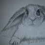 rabbit sketch