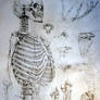 skeleton stady