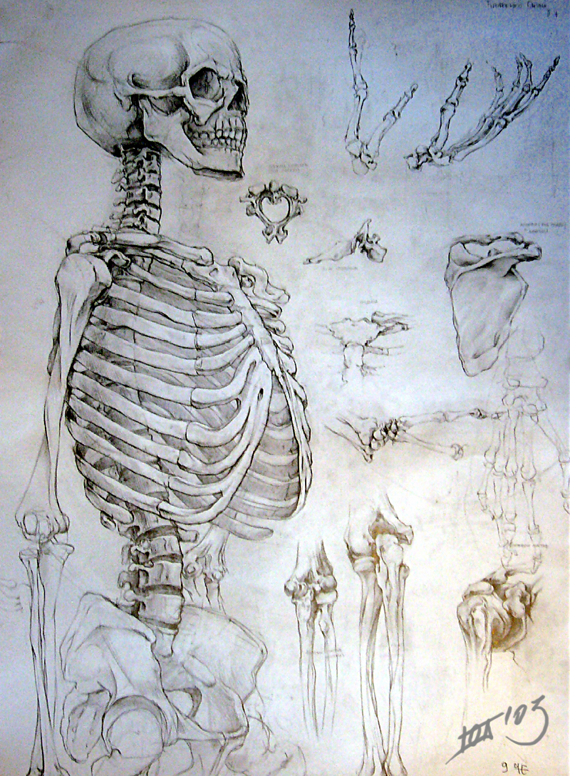 skeleton stady