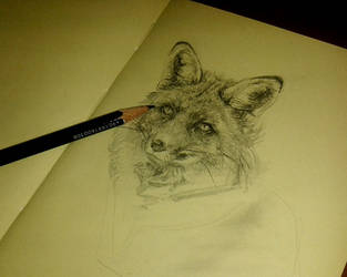 Fox Portrait