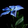 A Bluer Flower Fluer