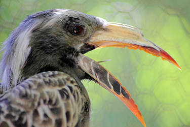 Crazy Green Beak Thing