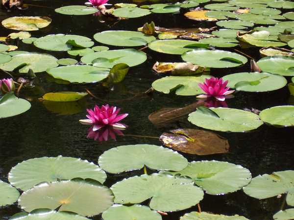 Lillies of Buddha