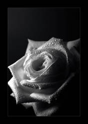 black and white rose.::.one