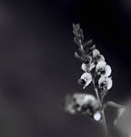 black and white by sayra
