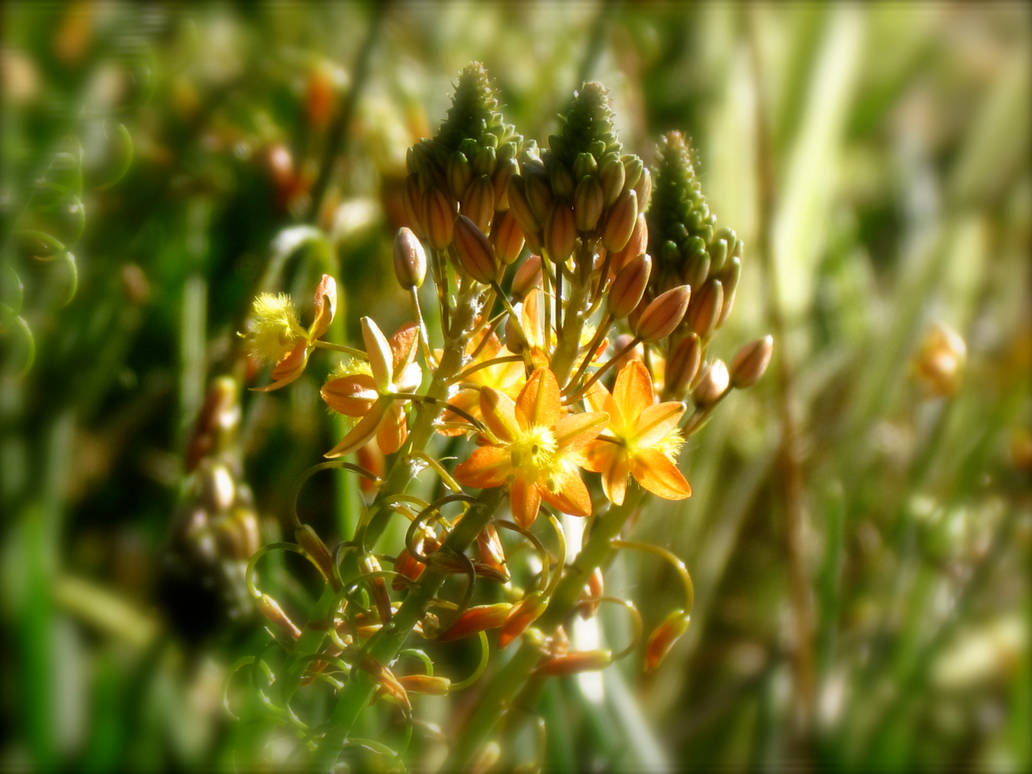 little golden flowers