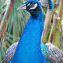 peacock profile