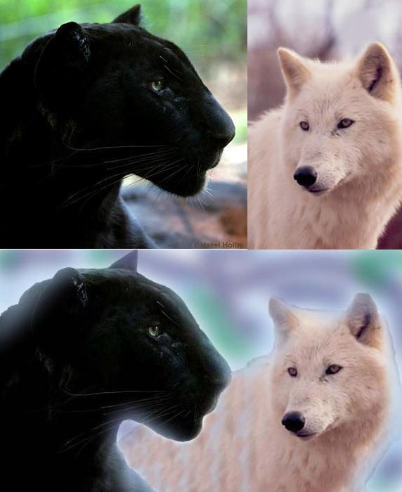Panther and wolf by mai1989 on DeviantArt