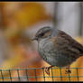 dunnock