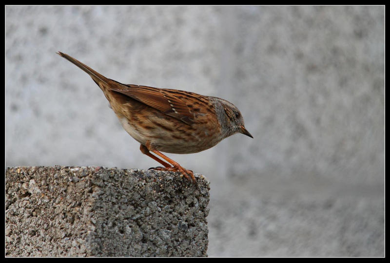 dunnock4