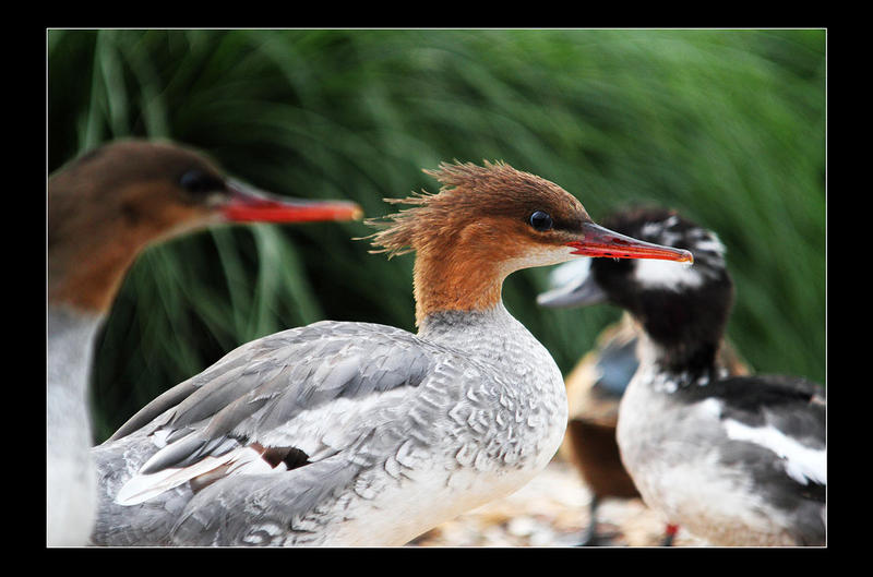 scaly-sided merganser