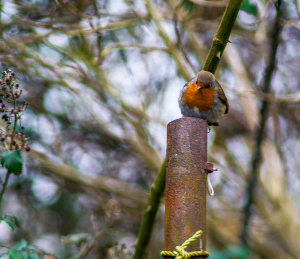 Fat Robiin Fat Robin by horus-eire on DeviantArt