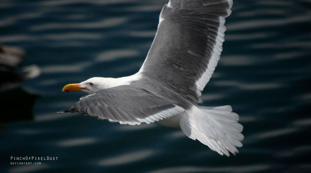 Seagull in Flight by PinchOfPixelDust
