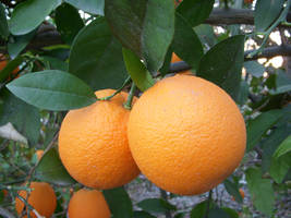 Oranges