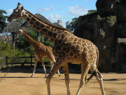 Giraffe IV